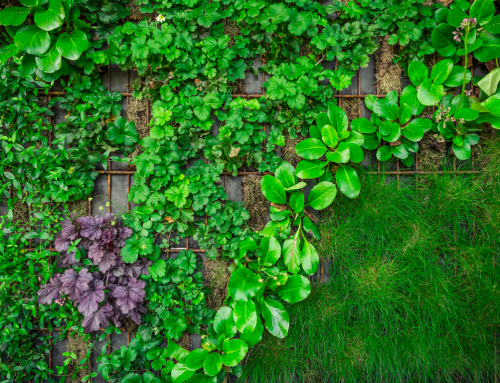 Aprofitament i emmagatzematge de l’aigua de pluja: solucions eficients per a jardins sostenibles