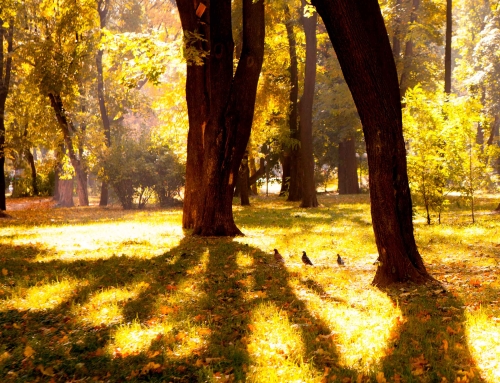 L’ombra dels arbres: per què la tardor és el millor moment per plantar-los 