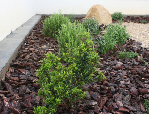 Transformació d’un pati interior en un jardí mediterrani de baix manteniment